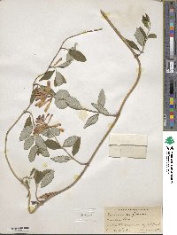 Lonicera sempervirens image