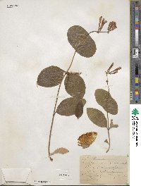 Lonicera sempervirens image