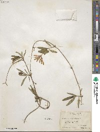 Lonicera sempervirens image