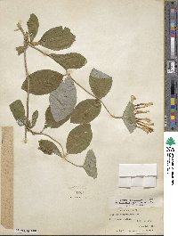 Lonicera sempervirens image