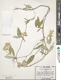 Lonicera sempervirens image