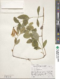 Lonicera sempervirens image