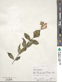 Lonicera sempervirens image