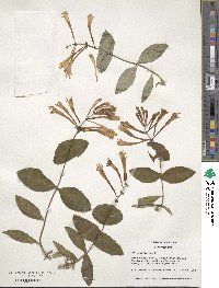 Lonicera sempervirens image