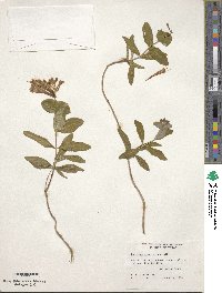 Lonicera sempervirens image