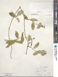 Lonicera sempervirens image