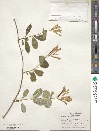 Lonicera sempervirens image