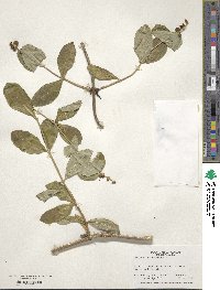 Lonicera sempervirens image