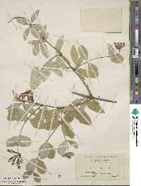 Lonicera sempervirens image