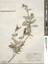 Lonicera sempervirens image