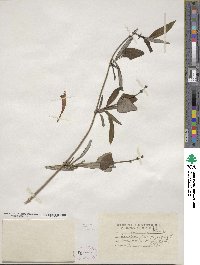 Lonicera sempervirens image