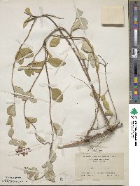 Lonicera sempervirens image