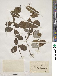 Lonicera sempervirens image