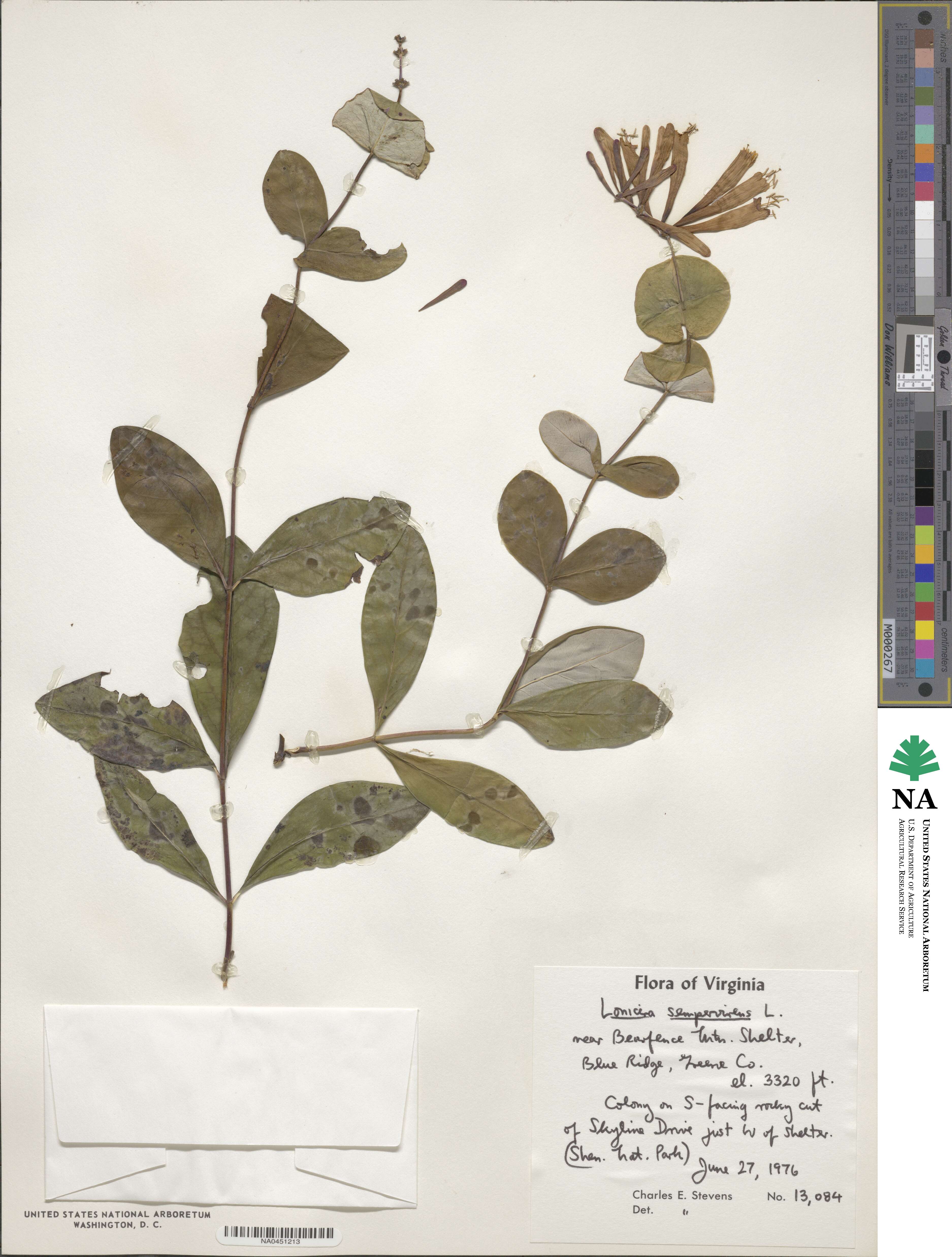Lonicera sempervirens image