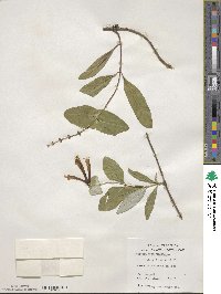 Lonicera sempervirens image