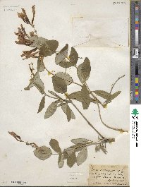 Lonicera sempervirens image