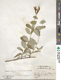 Lonicera sempervirens image