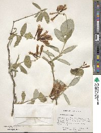 Lonicera sempervirens image