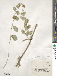 Lonicera sempervirens image