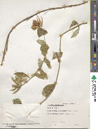 Lonicera sempervirens image