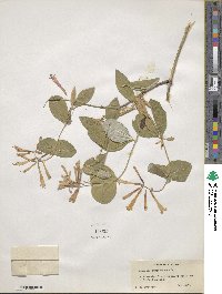 Lonicera sempervirens image