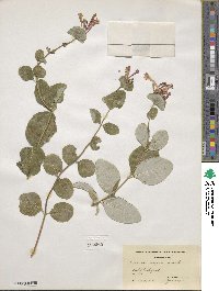 Lonicera sempervirens image