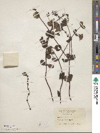 Lonicera subspicata image