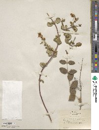 Lonicera subspicata image