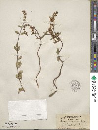 Lonicera subspicata image