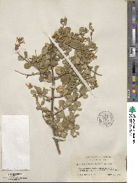 Lonicera subspicata image