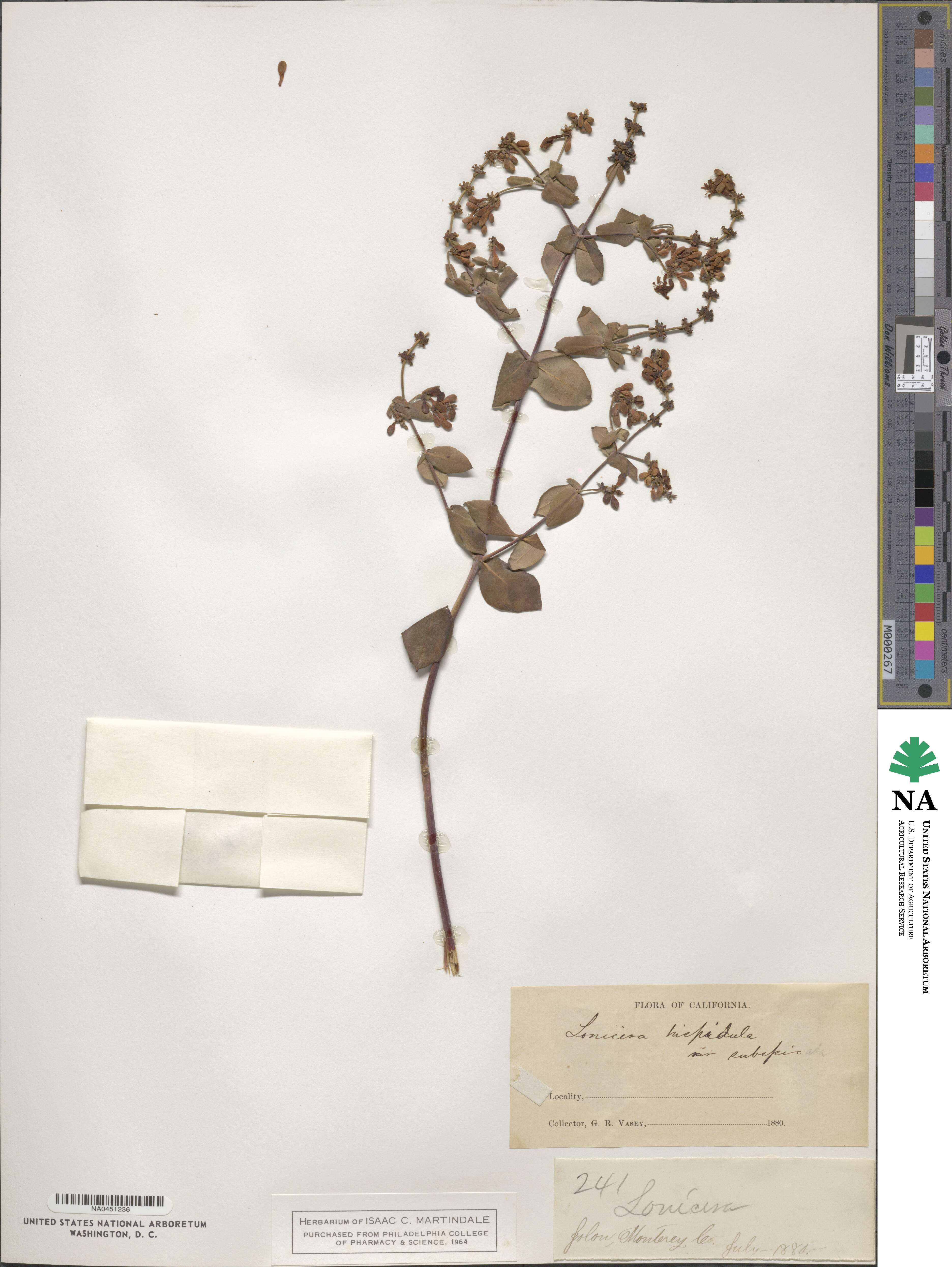Lonicera subspicata image