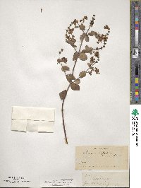 Lonicera subspicata image