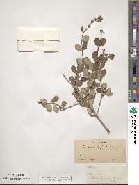 Lonicera subspicata image