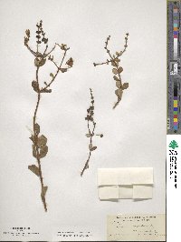 Lonicera subspicata image