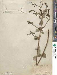 Lonicera subspicata image