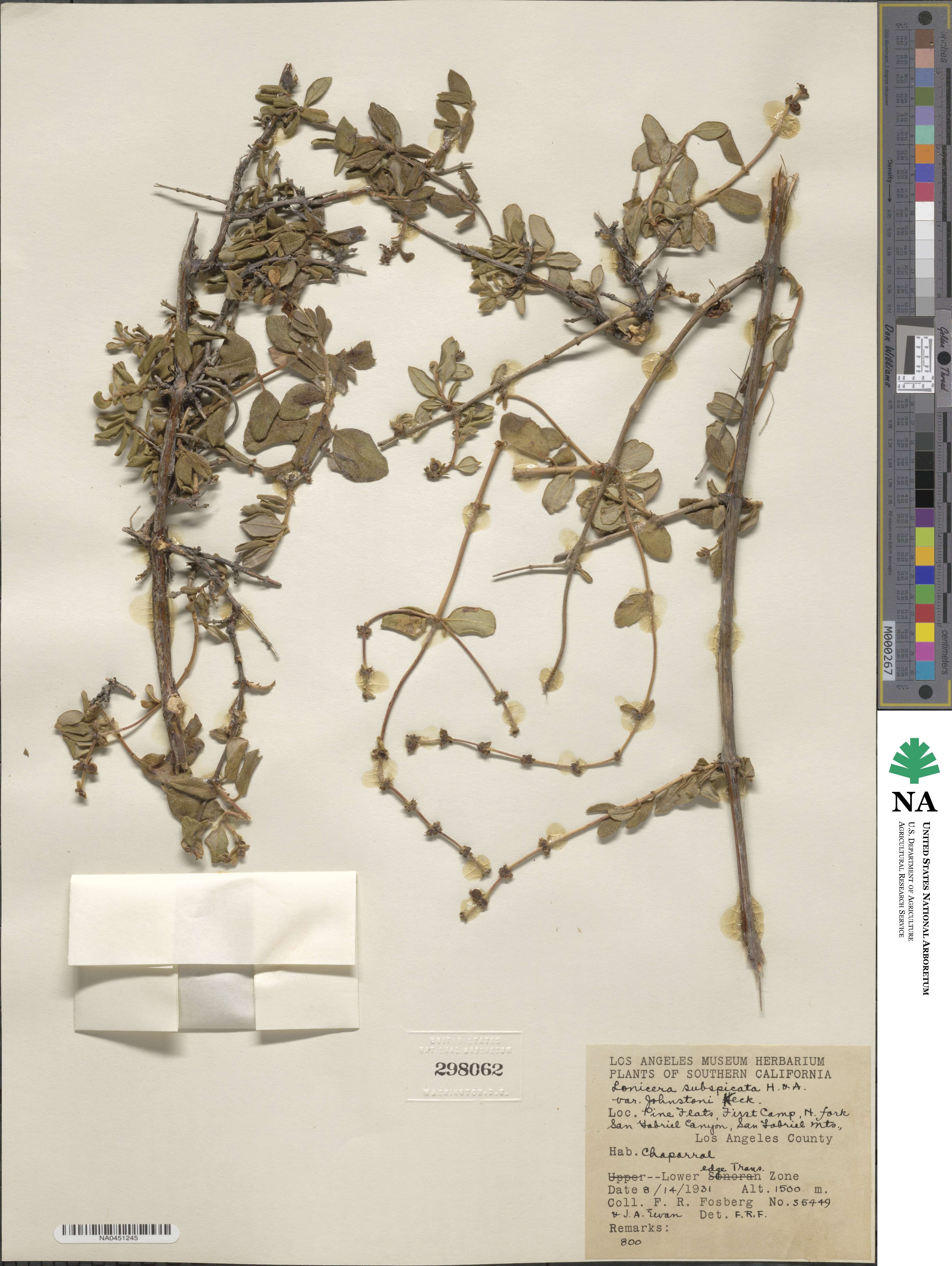 Lonicera subspicata image