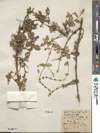 Lonicera subspicata var. johnstonii image