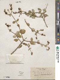 Lonicera subspicata var. johnstonii image