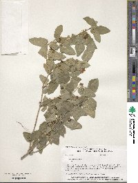 Lonicera tatarica image