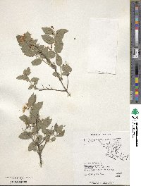 Lonicera tatarica image