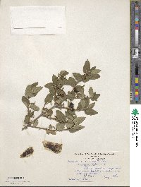 Lonicera tatarica image