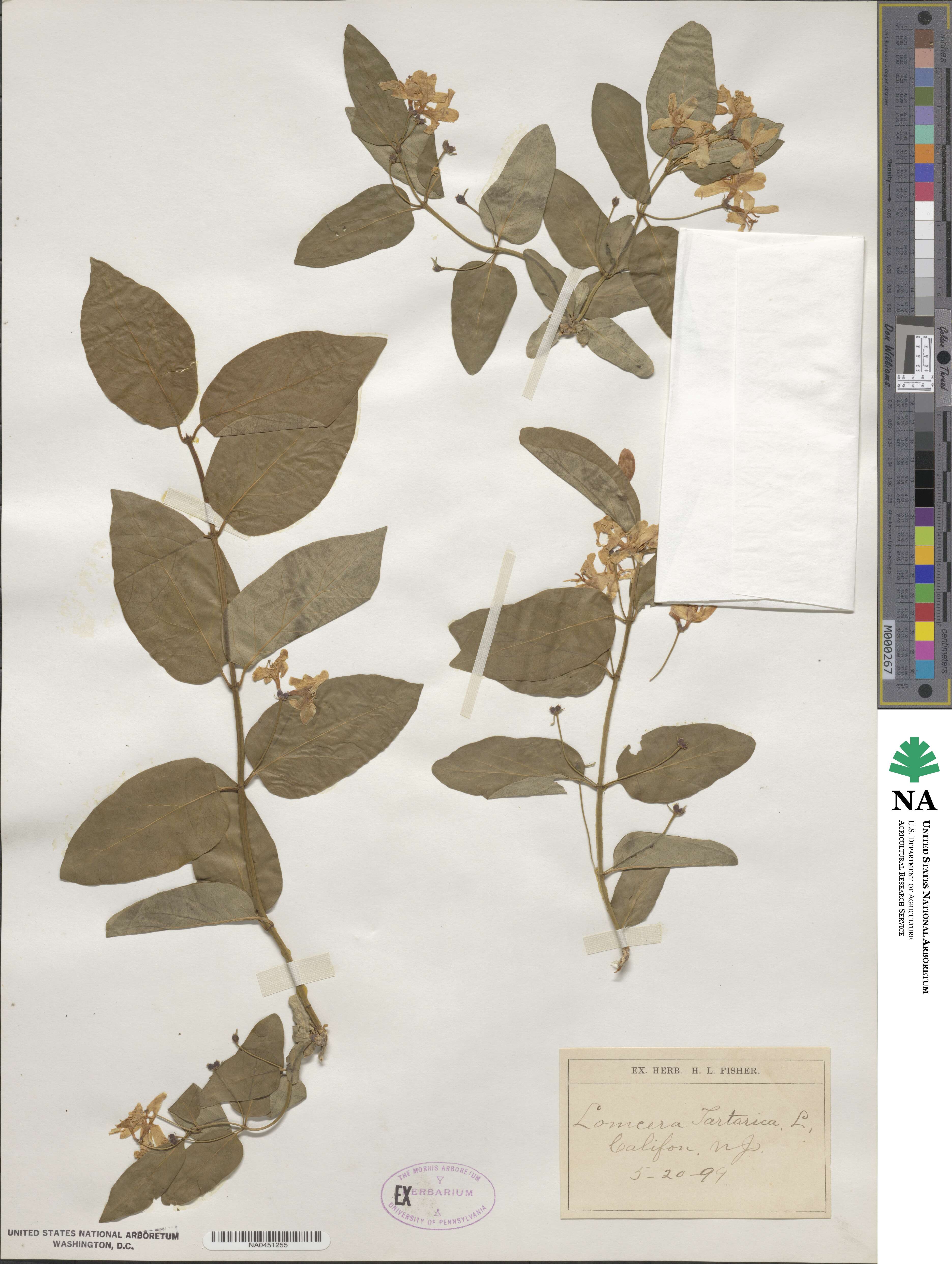 Lonicera image