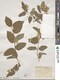 Lonicera tatarica image