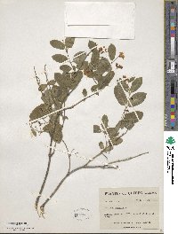 Lonicera tatarica image