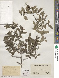 Lonicera tatarica image