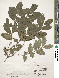 Lonicera tatarica image