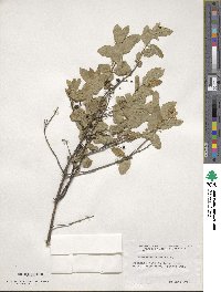 Lonicera tatarica image