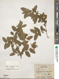 Lonicera tatarica image