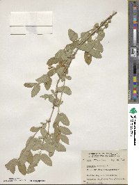 Lonicera tatarica image