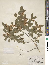 Lonicera tatarica image